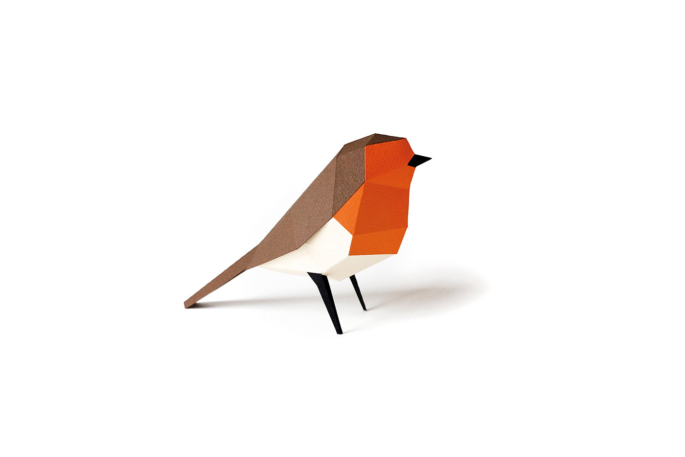 European Robin - Erithacus rubecula - Paper Figure 3D