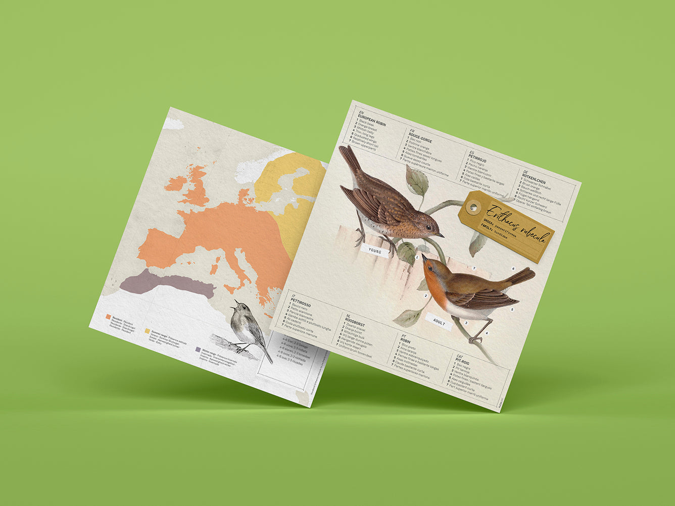 European Robin - Erithacus rubecula - Paper Figure 3D