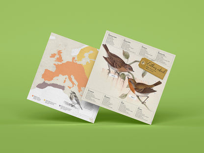 European Robin - Erithacus rubecula - Paper Figure 3D