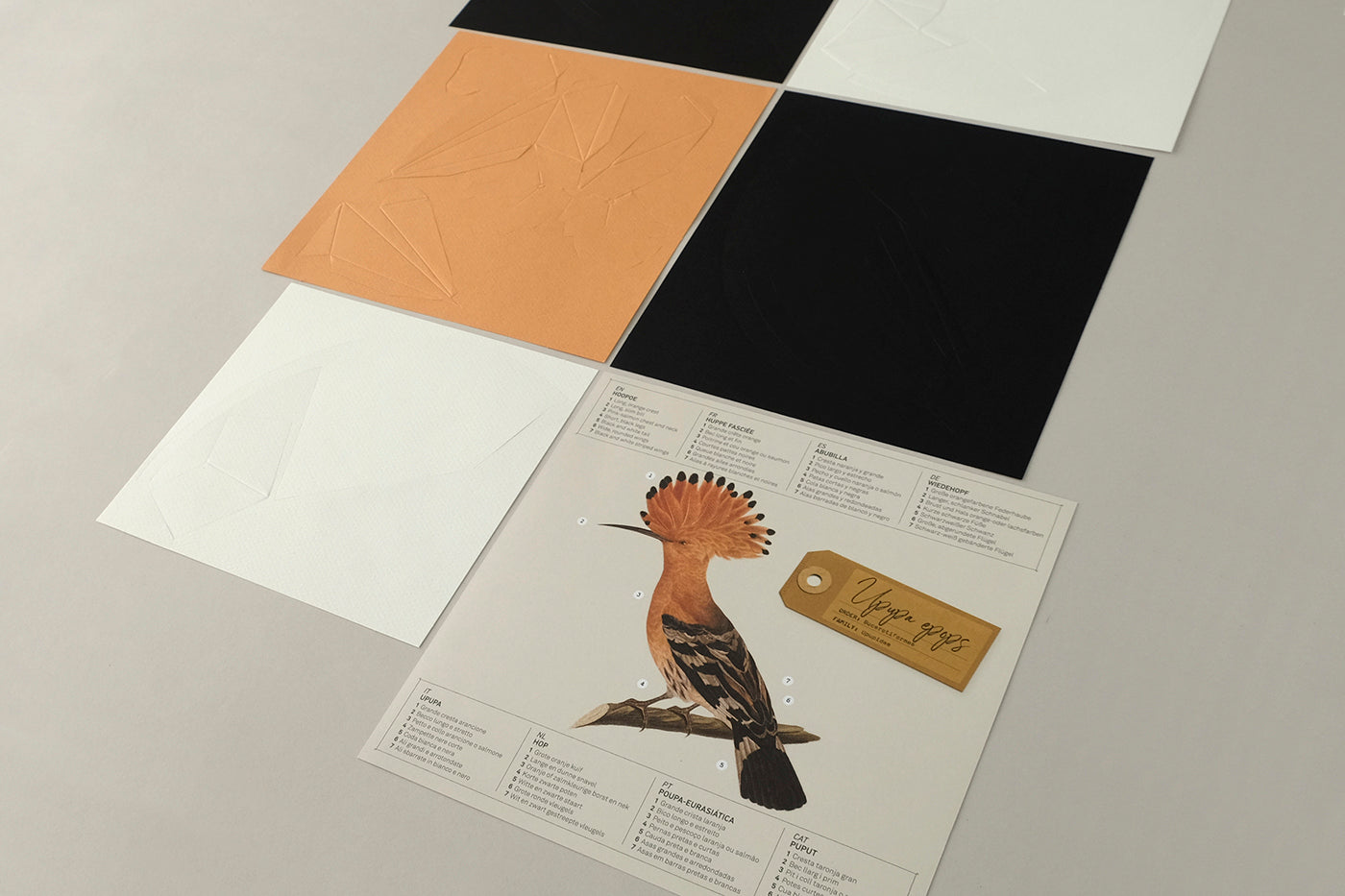 Hoopoe - Upupa epops - Paper Figure 3D