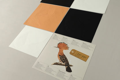 Hoopoe - Upupa epops - Paper Figure 3D