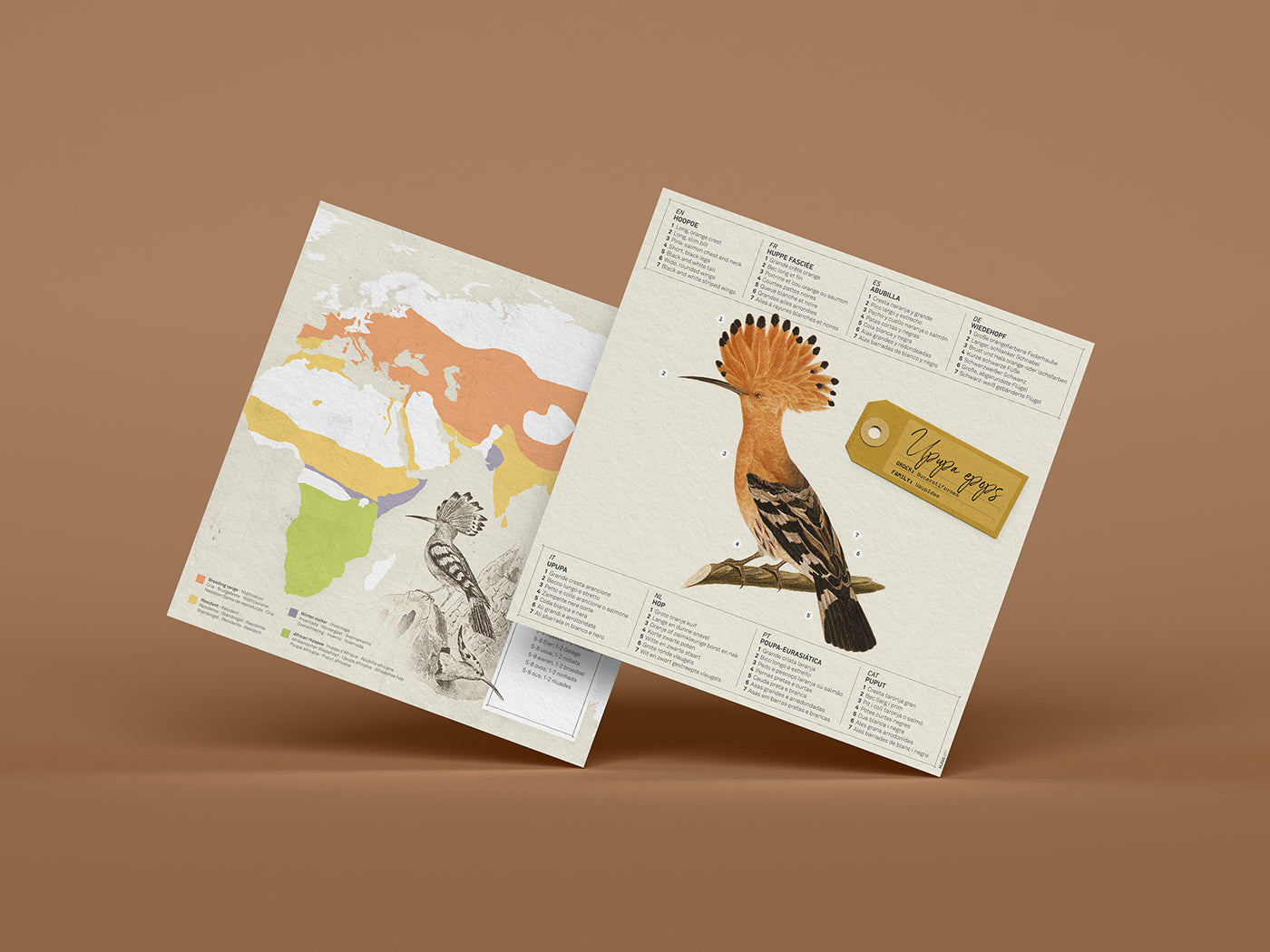 Hoopoe - Upupa epops - Paper Figure 3D