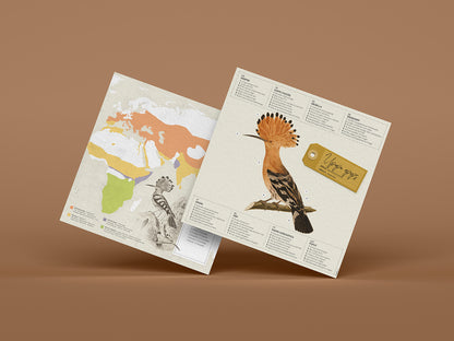 Hoopoe - Upupa epops - Paper Figure 3D