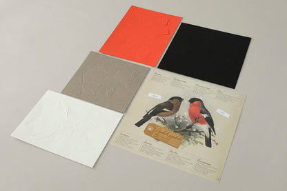 Bullfinch - Pyrrhula pyrrhula - Paper Figure 3D