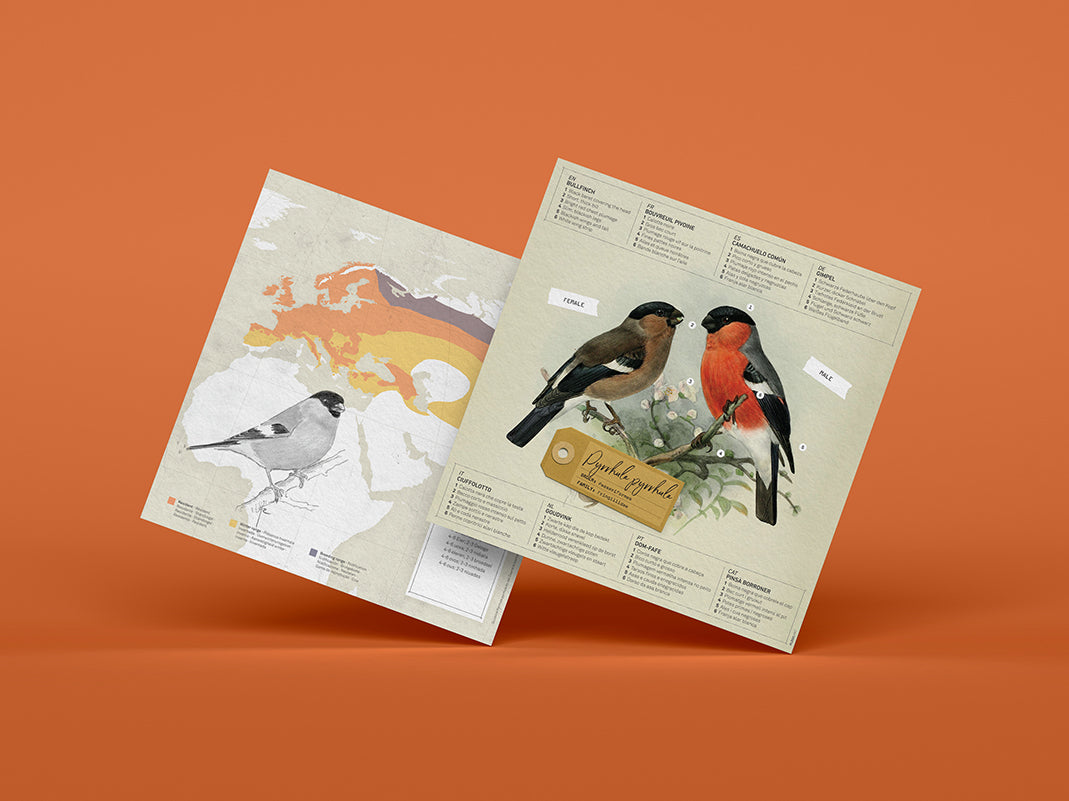 Bullfinch - Pyrrhula pyrrhula - Paper Figure 3D