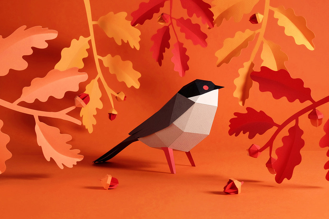 Sardinian Warbler - Sylvia melanocephala - Paper Figure 3D