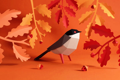 Sardinian Warbler - Sylvia melanocephala - Paper Figure 3D