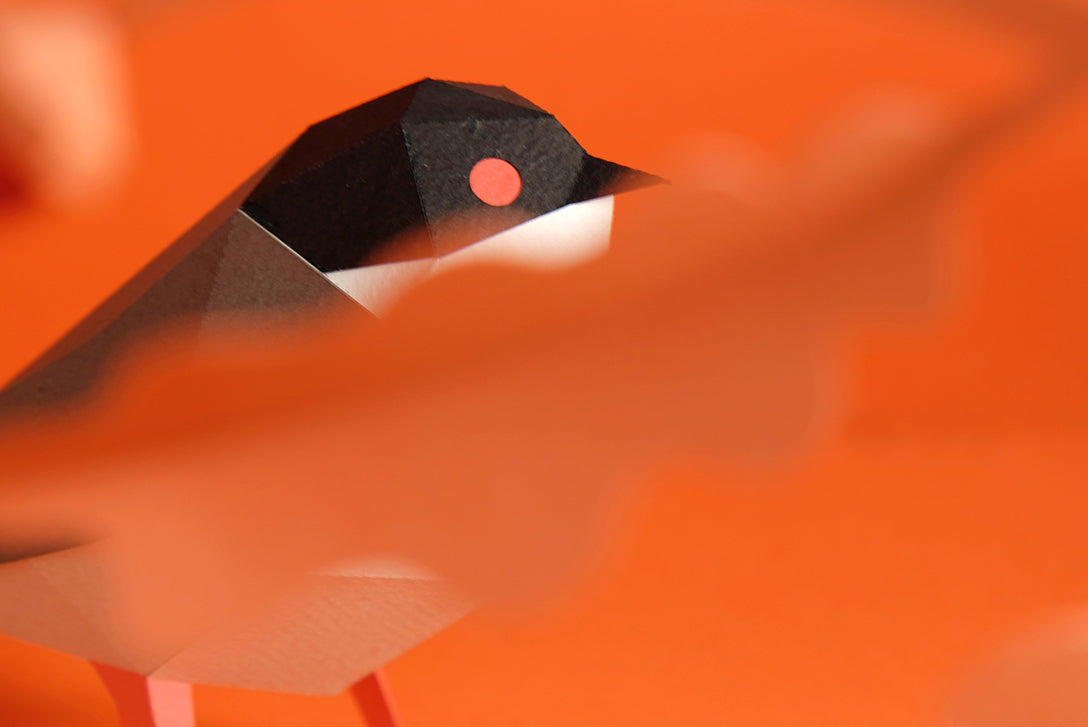 Sardinian Warbler - Sylvia melanocephala - Paper Figure 3D