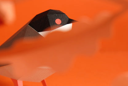 Sardinian Warbler - Sylvia melanocephala - Paper Figure 3D