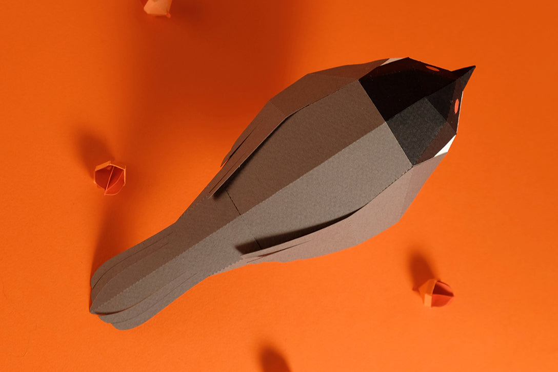 Sardinian Warbler - Sylvia melanocephala - Paper Figure 3D