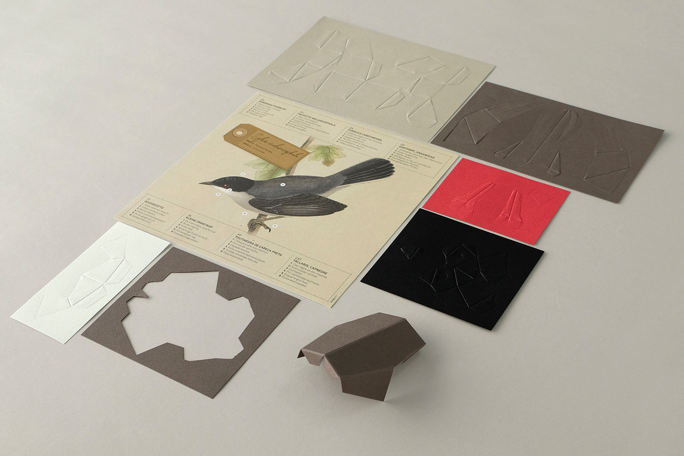 Sardinian Warbler - Sylvia melanocephala - Paper Figure 3D