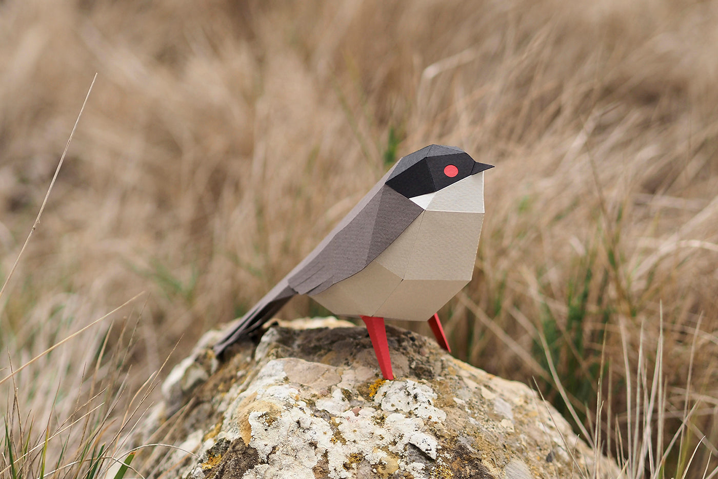Sardinian Warbler - Sylvia melanocephala - Paper Figure 3D
