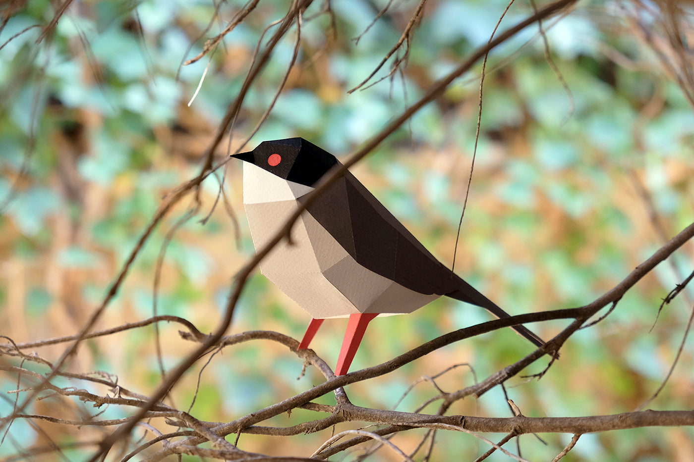 Sardinian Warbler - Sylvia melanocephala - Paper Figure 3D