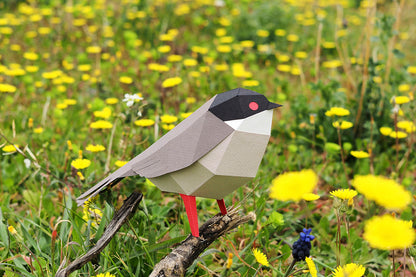 Sardinian Warbler - Sylvia melanocephala - Paper Figure 3D