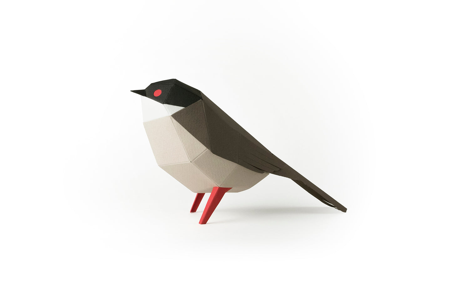 Sardinian Warbler - Sylvia melanocephala - Paper Figure 3D