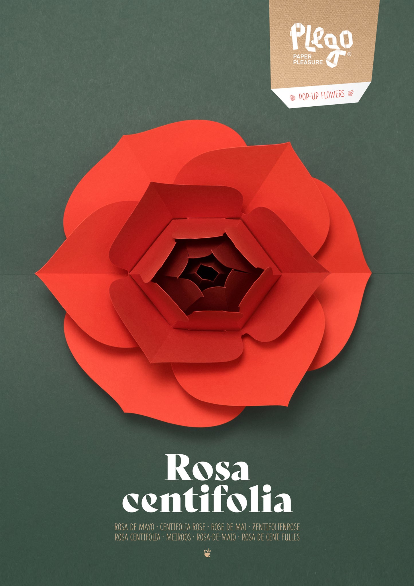 Rose - Rosa centifolia - Pop-Up Figure