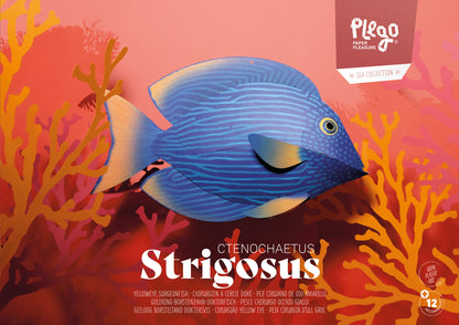 Surgeonfish - Ctenochaetus Strigosus - Paper Figure 3D